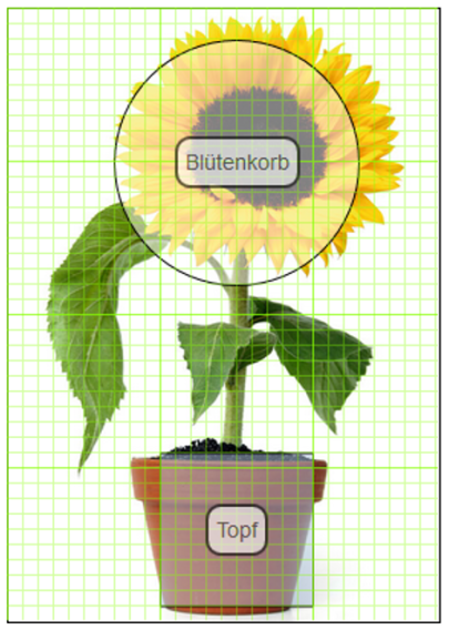 Foto: Eine Abbildung einer Sonnenblume mit Beschriftungen "Blütenkorb" im Blütenbereich und "Topf" im Topfbereich. Die gesamte Abbildung ist mit einem grünen Raster überlagert.